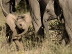 Baby Elephant – 3 to 4 months old