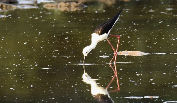 Black-winged Stilt fishing