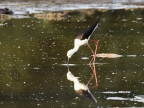 Black-winged Stilt fishing