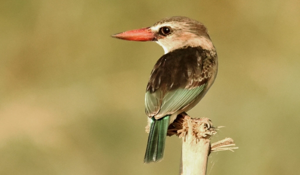 Brown-hooded Kingfisher – f.