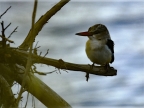 Brown-hooded Kingfisher – juv.