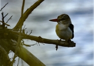 Brown-hooded Kingfisher – juv.