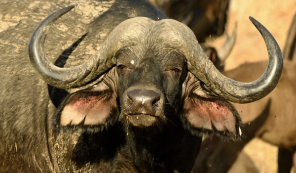 African Buffalo – female
