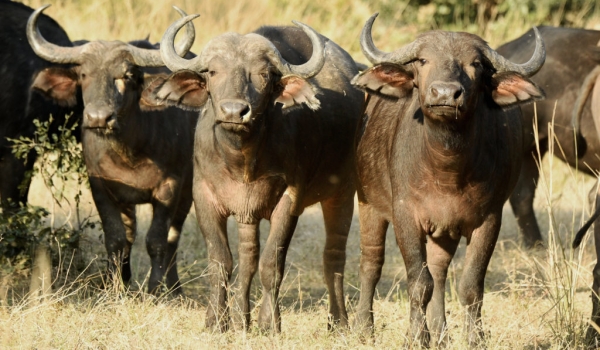 African Buffalos – females