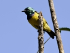 Collared Sunbird – male