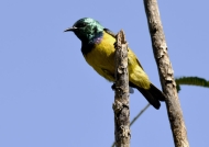 Collared Sunbird – male