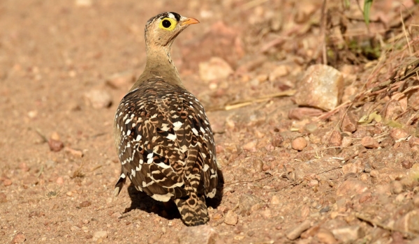 Double-banded Sandgrouse – male