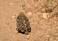 Double-banded Sandgrouse – male