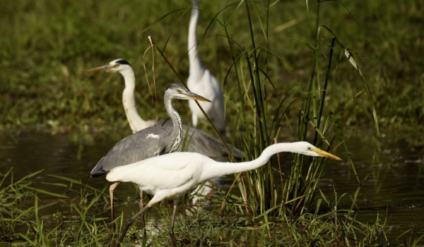 Grey Herons – Great Egrets