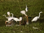 yellow-billed storks-hamerkop….