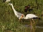 Yellow-billed Stork – Grey Heron
