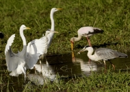 Great Egrets – Grey Herons – one with a fish