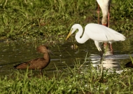 Great Egret and Hamerkop
