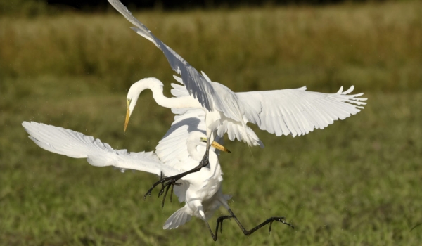 Great Egrets fighting