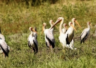 Great White Pelican and Yellow-billed Storks