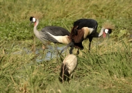 Grey Crowned Cranes – couple, with an African Sacred Ibis