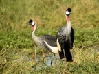 Grey Crowned Cranes – couple….