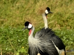 Grey Crowned Cranes couple for life