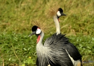Grey Crowned Cranes couple for life