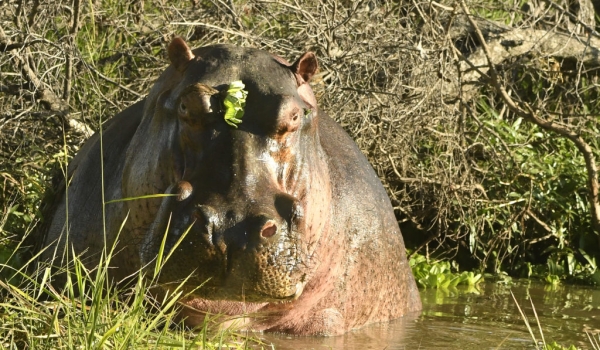 Hippopotamus – male – show to us how is big
