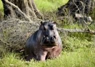 Hippopotamus – male – show to us how is big