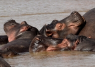 Hippopotamuses resting