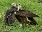 Hooded Vultures – couple