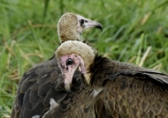 Hooded Vultures – couple