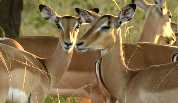 Impalas – females
