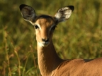 Impala – female