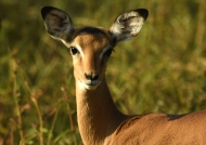 Impala – female