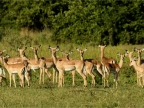 Impalas – females