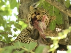 Leopard – male – eating an adult female Yellow Baboon