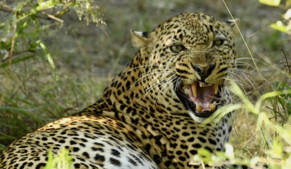 Aggressive attitude of this Leopard male, he has just taken a small monkey…and did not want to be disturbed