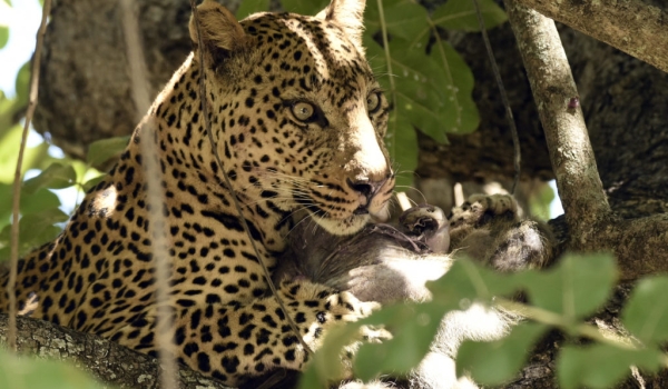 Leopard – male – eating an adult female Yellow Baboon