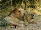 Lions – one is older (on the left) – one is younger (on the right) 3 years old