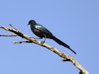 Meves’s Starling