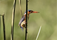 Malachite Kingfisher – adult with a red beak
