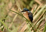 Malachite Kingfisher – juvenile with a black beak