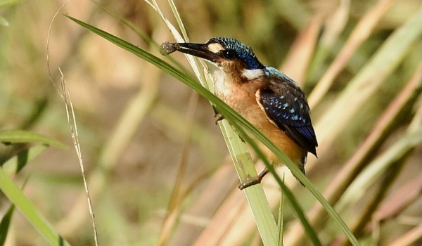 Malachite Kingfisher – juvenile with a black beak