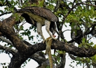 Martial Eagle eating a Water Monitor Lizard