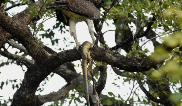 Martial Eagle eating a Water Monitor Lizard