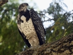 Martial Eagle – the white ball at the basis of the neck is only a stock of food