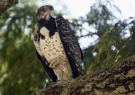 Martial Eagle – the white ball at the basis of the neck is only a stock of food