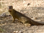 Common Slender Mongoose