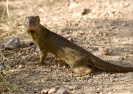 Common Slender Mongoose
