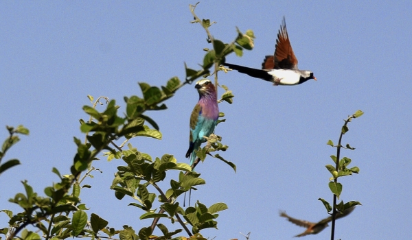 Namaqua Dove – male, with a Lilac-breasted Roller