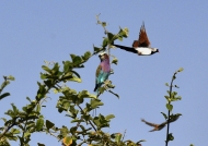 Namaqua Dove – male, with a Lilac-breasted Roller