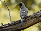 Namaqua Dove – male
