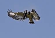 Pied Kingfisher – female